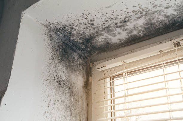 Affordable Mold Remediation solutions in Todd, PA