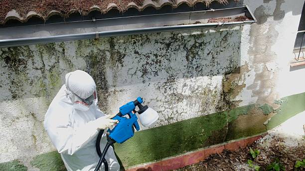 Top rated local Mold Remediation specialists in Todd, PA